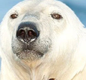 Meet your Posher, Cédrik